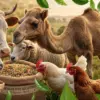 Premium Nutrition for Strong Livestock from Baraka Feeds